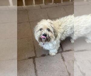 Spinone Italiano Dogs for adoption in Santa Maria, CA, USA