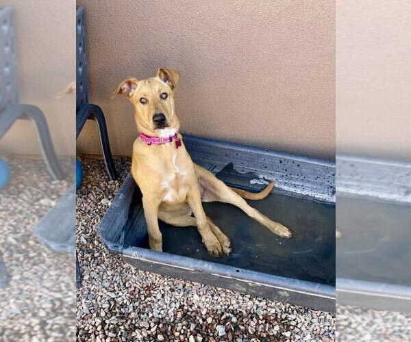 Medium Photo #8 German Pinscher-Unknown Mix Puppy For Sale in Cave Creek, AZ, USA