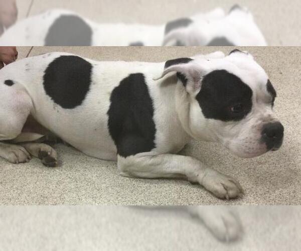 Medium Photo #1 Mutt Puppy For Sale in Riverside, CA, USA