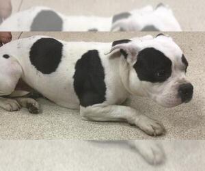 Mutt Dogs for adoption in Riverside, CA, USA