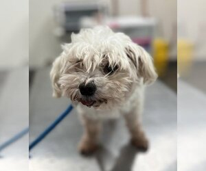 Maltese-Unknown Mix Dogs for adoption in Forestville, MD, USA