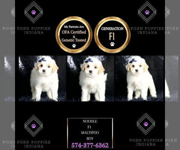 Medium Photo #8 Maltipoo Puppy For Sale in WARSAW, IN, USA