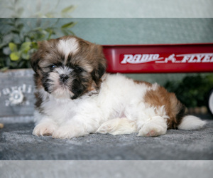 Medium Shih Tzu