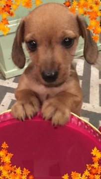 Medium Photo #1 Dachshund Puppy For Sale in MOORE, OK, USA