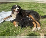 Small Photo #1 Bernese Mountain Dog Puppy For Sale in LAWRENCEBURG, TN, USA