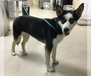 Gerberian Shepsky Dogs for adoption in Riverside, CA, USA