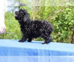 Small #39 Poodle (Toy)