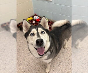Siberian Husky Dogs for adoption in Brighton, CO, USA