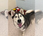 LUNA - Female Siberian Husky Dog for Adoption - Small photo