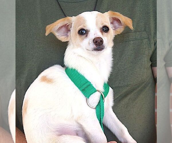 Medium Photo #3 Jack Russell Terrier-Unknown Mix Puppy For Sale in Carrollton, TX, USA