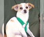 Small #2 Jack Russell Terrier Mix