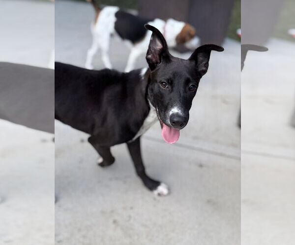 Medium Photo #7 Mutt Puppy For Sale in Germantown, OH, USA