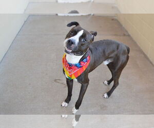 American Pit Bull Terrier-Unknown Mix Dogs for adoption in McKinney, TX, USA