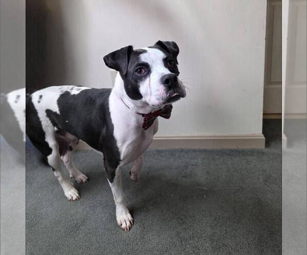 Medium Photo #2 American Bulldog-Unknown Mix Puppy For Sale in New Oxford , PA, USA