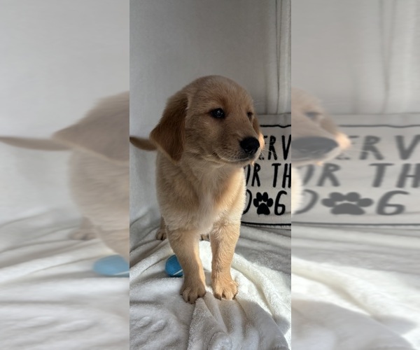 Medium Photo #4 Golden Retriever Puppy For Sale in GREENFIELD, IN, USA