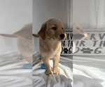 Gunner - Male Golden Retriever Puppy for Sale - Photo #4