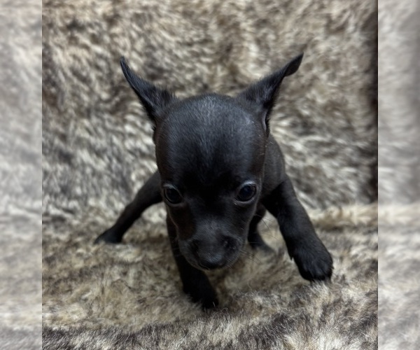 Medium Photo #7 Rat Terrier Puppy For Sale in WHITAKERS, NC, USA