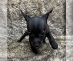 Small #6 Rat Terrier