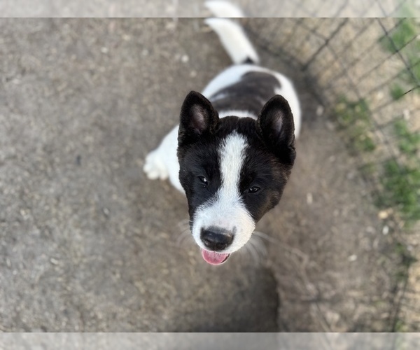 Medium Photo #10 Akita Puppy For Sale in ZEBULON, NC, USA