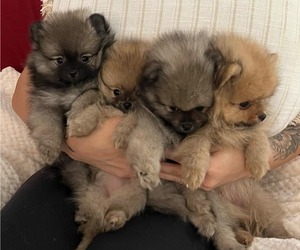 Pomeranian Puppy for Sale in MENIFEE, California USA