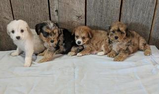 Aussie-Poo Puppy for sale in GRIFFITHSVILLE, WV, USA
