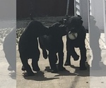 Small Photo #2 Labrador Retriever Puppy For Sale in GLASGOW, KY, USA