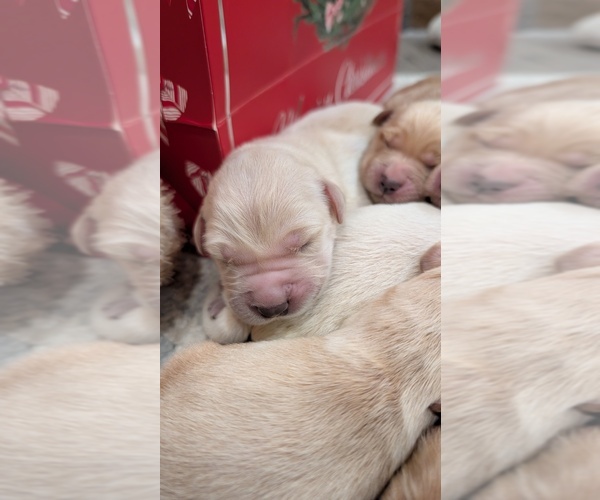 Medium Photo #9 Golden Retriever Puppy For Sale in ELVERTA, CA, USA