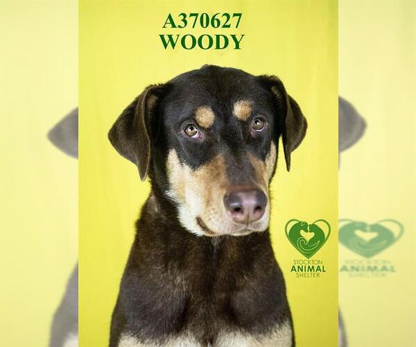 Medium Photo #2 Doberman Pinscher Puppy For Sale in Stockton, CA, USA