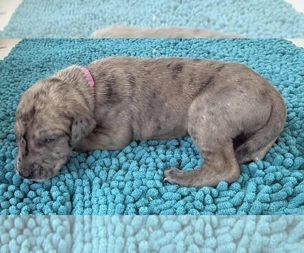 Medium Photo #7 Great Dane Puppy For Sale in GALLOWAY, OH, USA