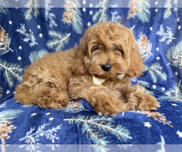 Medium Photo #9 Cockapoo (Miniature) Puppy For Sale in LAKELAND, FL, USA