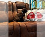 Small Photo #14 Cane Corso Puppy For Sale in REEVESVILLE, SC, USA