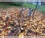 Small Photo #1 Australian Cattle Dog Puppy For Sale in PUYALLUP, WA, USA