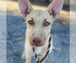 Small Photo #12 Labrador Retriever-Unknown Mix Puppy For Sale in San Diego, CA, USA