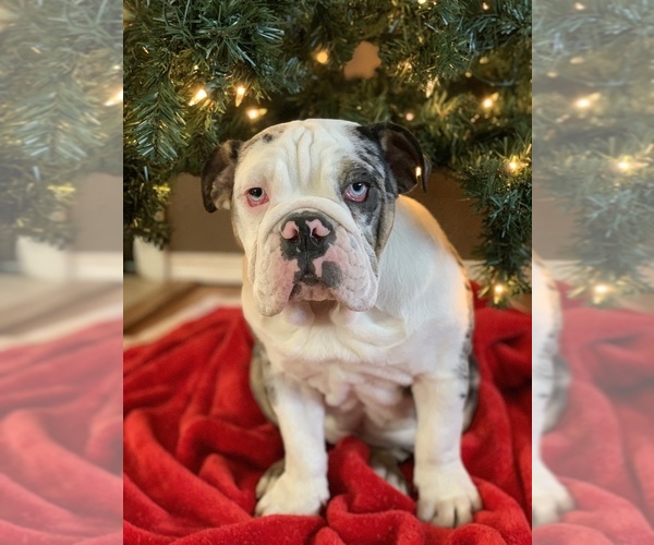 Medium Photo #14 English Bulldog Puppy For Sale in BLOOMFIELD, NM, USA