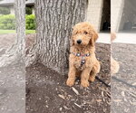 Small #1 Golden Retriever