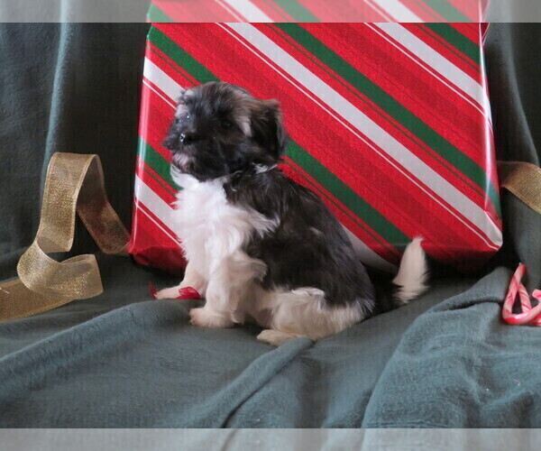 Medium Photo #1 Havanese Puppy For Sale in SHELBY, OH, USA