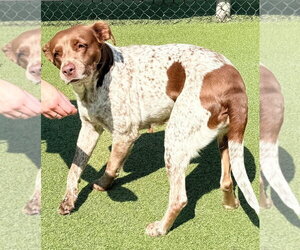 Brittany-German Shorthaired Pointer Mix Dogs for adoption in Curwensville, PA, USA