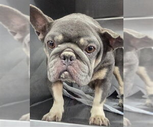 French Bulldog Dogs for adoption in San Bernardino, CA, USA