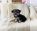 Small Photo #1 Morkie Puppy For Sale in COOKEVILLE, TN, USA