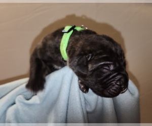 Cane Corso Puppy for sale in CAMBY, IN, USA