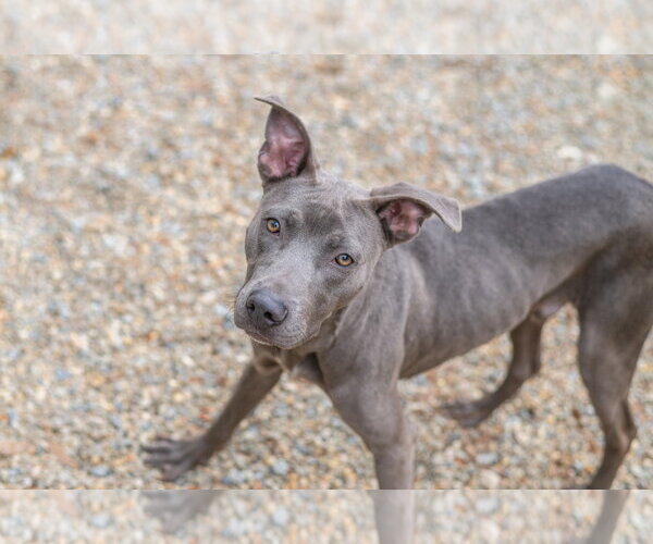Medium Photo #4 Unknown-Weimaraner Mix Puppy For Sale in Hilton Head, SC, USA