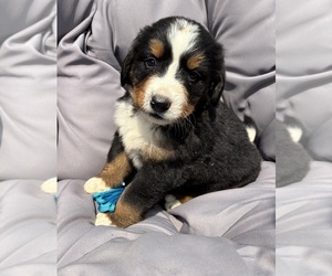 Bernese Mountain Dog Puppy for sale in SECOR, IL, USA
