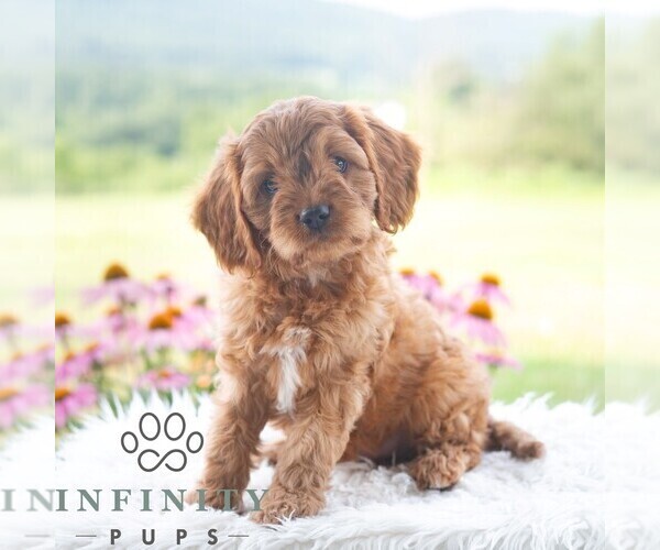 Medium Photo #6 Cavapoo (Miniature) Puppy For Sale in PAXINOS, PA, USA