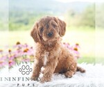 Small #5 Cavapoo (Miniature)