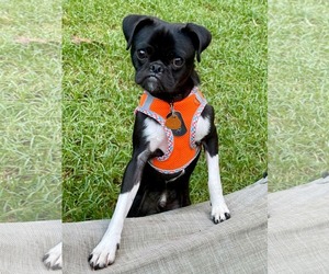 Pug-Unknown Mix Dogs for adoption in Lee's Summit, MO, USA