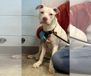 Mutt Dogs for adoption in Rustburg, VA, USA