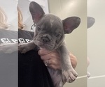 Small Photo #10 French Bulldog Puppy For Sale in LEESBURG, GA, USA