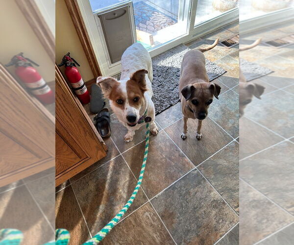 Medium Photo #2 Mutt Puppy For Sale in Salt Lake City, UT, USA