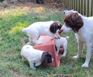 English Springer Spaniel Puppy for sale in VANCOUVER, WA, USA