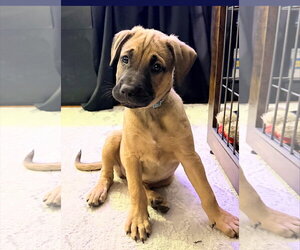 American Staffordshire Terrier-Unknown Mix Dogs for adoption in Holly Springs, NC, USA